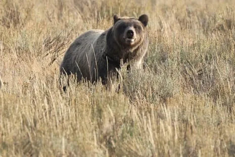 Hiker Injured by Bear in Yellowstone Flown to Trauma Center