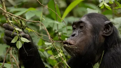 Chimpanzees Drinking the Equivalent of a Beer Daily from Fermented Produce, Research Finds