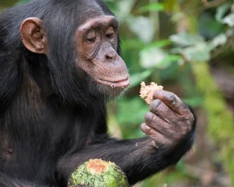 Wild Chimps Drink Daily Alcohol Equivalent to a Lager from Ripe Fruit