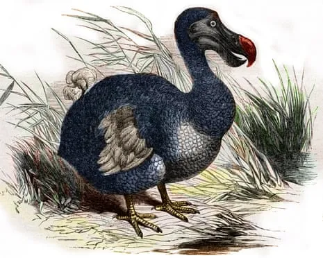 Researchers Assert They’ve Made a ‘Pivotal Step’ in Bringing Back the Dodo for the Initial Instance in Multiple Generations